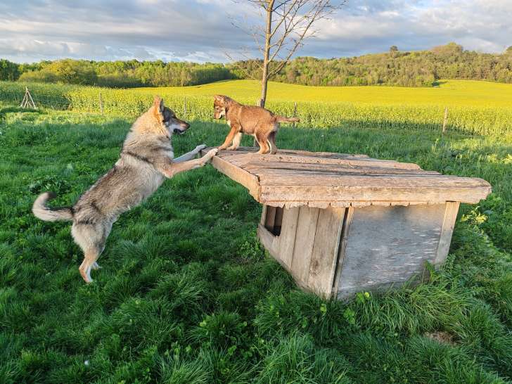 2 Chiens Loups Tchécoslovaques adulte à vendre