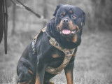 Mâle Rottweiler disponible pour saillie