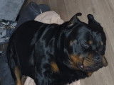 Mâle Rottweiler disponible pour saillie