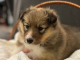 Magnifique chiot Femelle Berger des Shetland à vendre