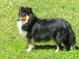 Magnifique chienne adulte Berger des Shetland disponible