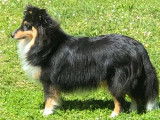 Magnifique chienne adulte Berger des Shetland disponible