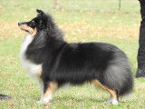 Magnifique chienne adulte Berger des Shetland disponible