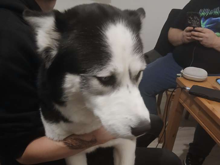 Mâle Husky Sibérien disponible pour saillie