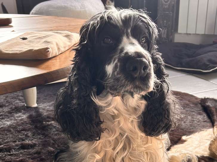 Mâle Cocker Anglais disponible pour saillie