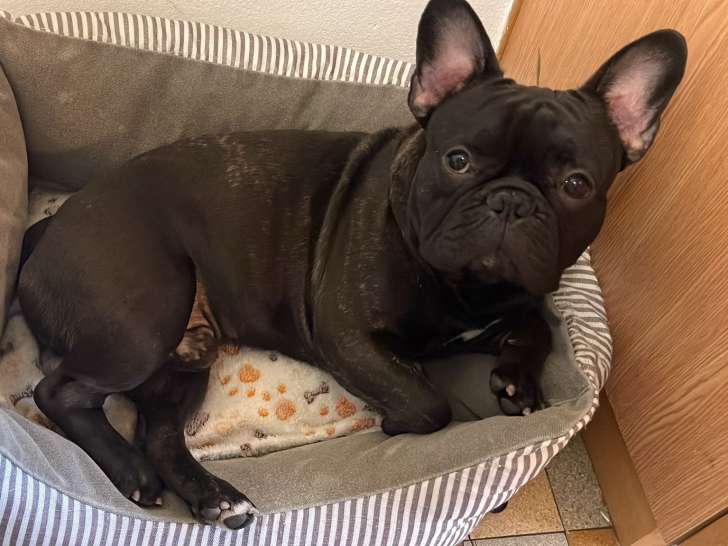 Bouledogue français 2 ans et demi à vendre