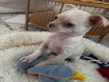 Chiot Chihuahua crème à vendre