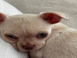 Chiot Chihuahua crème à vendre
