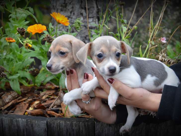 Chiots Jack Russell bleu lilac à vendre