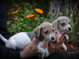 Chiots Jack Russell bleu lilac à vendre