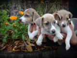 Chiots Jack Russell bleu lilac à vendre