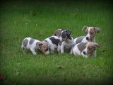 Chiots Jack Russell bleu lilac à vendre