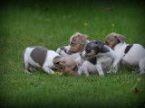 Chiots Jack Russell bleu lilac à vendre