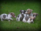 Chiots Jack Russell bleu lilac à vendre