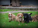 Chiots Cockapoo à vendre