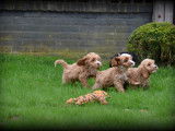 Chiots Cockapoo à vendre