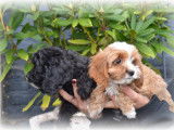 Chiots Cockapoo à vendre