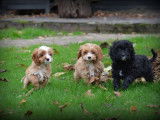Chiots Cockapoo à vendre