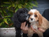 Chiots Cockapoo à vendre
