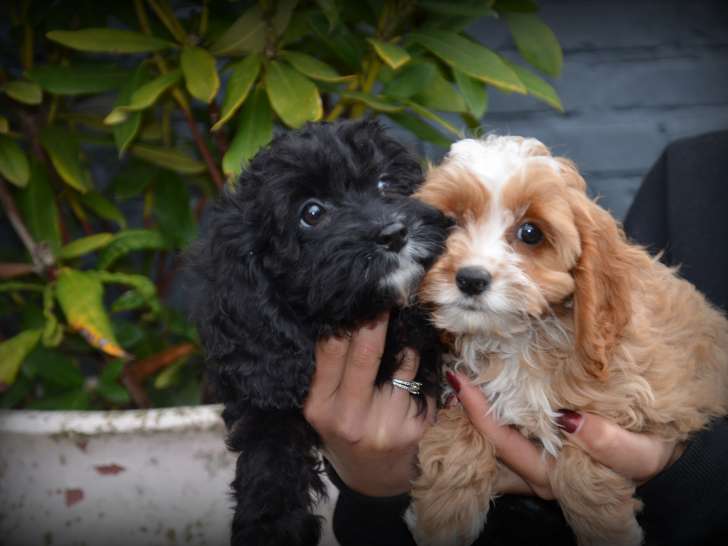 Chiots Cockapoo à vendre