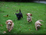 Chiots Cockapoo à vendre