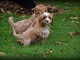 Chiots Cockapoo à vendre