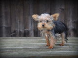 Chiots Yorkshire Terrier toy à vendre
