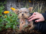 Chiots Yorkshire Terrier toy à vendre