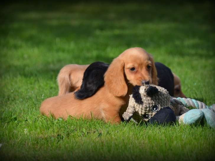 Chiots Tecke à poil long à vendre