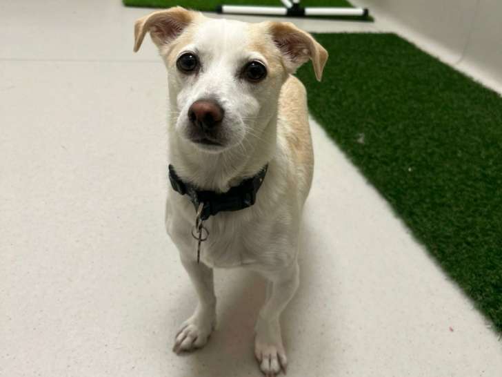 Sara 6 ans, une petite chienne à adopter