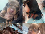 Chiots Dobermann à vendre