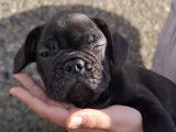 Adorables chiots Bouledogue Français disponibles