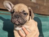Adorables chiots Bouledogue Français disponibles