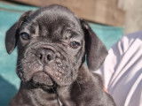 Adorables chiots Bouledogue Français disponibles