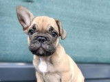 Adorables chiots Bouledogue Français disponibles