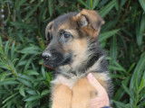 Chiots Berger Allemand à vendre