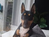 Recherche mâle Bull Terrier Miniature pour saillie