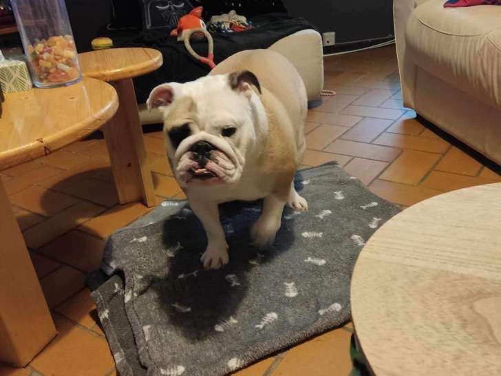 Chien adulte de race Bouledogue Anglais à donner