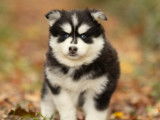Chiots Pomsky F5 rare à vendre