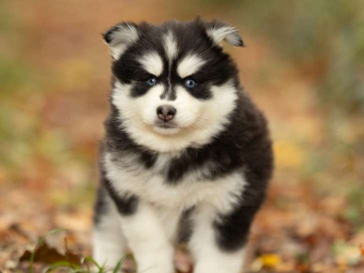 Chiots Pomsky F5 rare à vendre