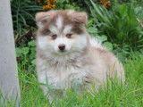 Chiots Pomsky F5 rare à vendre