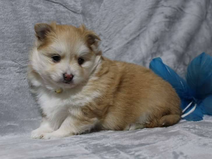 Adorable Chiots Pomsky