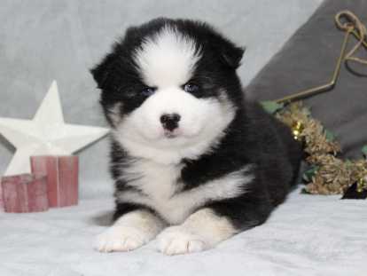 Adorable Chiots Pomsky