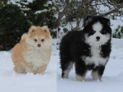 Adorable Chiots Pomsky