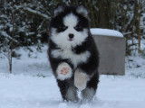 Adorable Chiots Pomsky