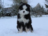 Adorable Chiots Pomsky