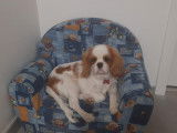 Mâle Cavalier King Charles disponible pour saillie