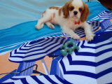 Mâle Cavalier King Charles disponible pour saillie