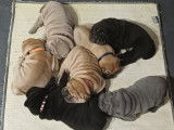 Chiots Shar-Pe&iuml; &agrave; vendre
