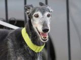 Currito, tendre Galgo de 8 ans à adopter avant l'hiver